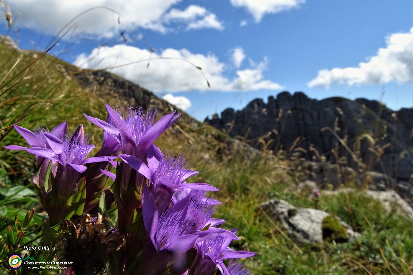 48 Sul sentiero spettacolo di   gentiana anisodonta-ramosa in piena fioritura.JPG